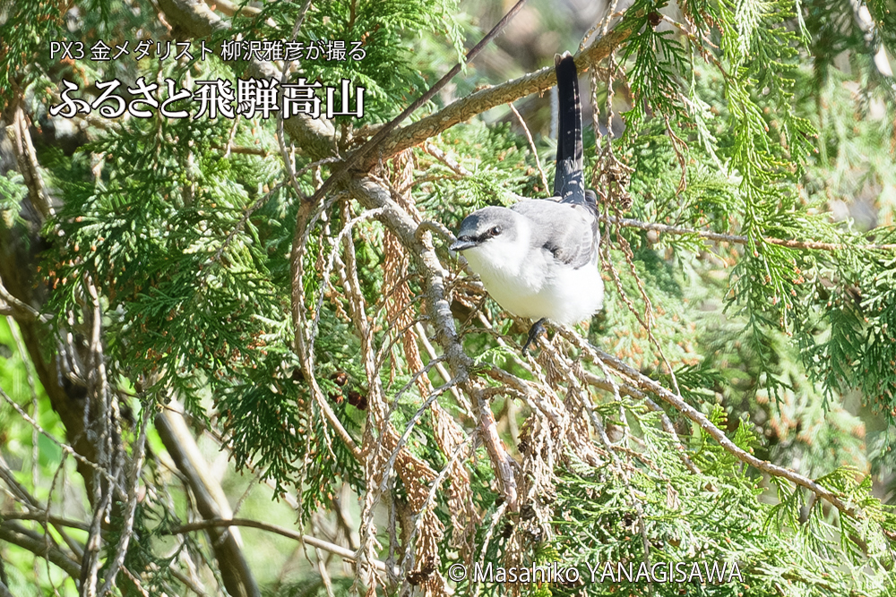 飛騨高山に棲むサンショウクイの写真です。