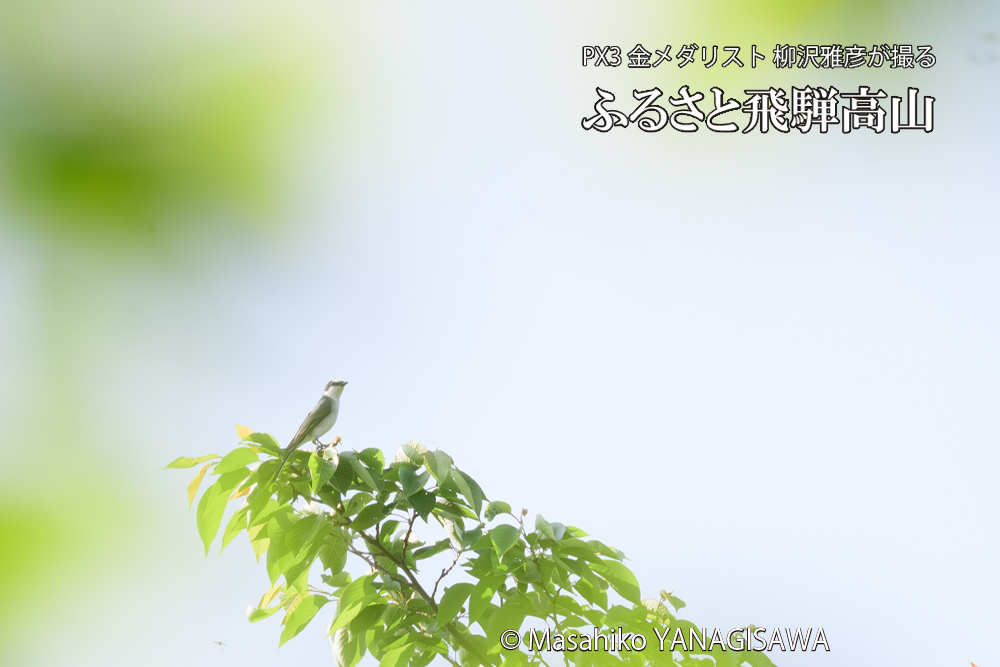 飛騨高山に棲むサンショウクイの写真です。