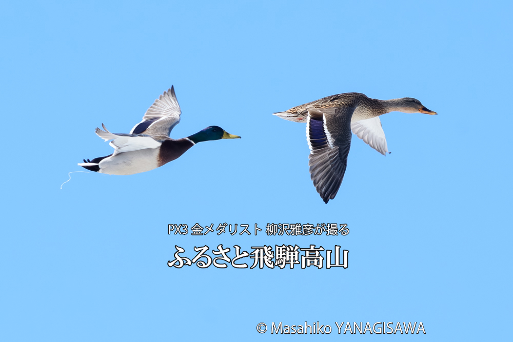 飛騨高山に棲むマガモの写真です。