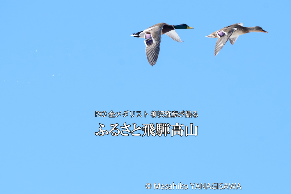 飛騨高山に棲むマガモの写真です。