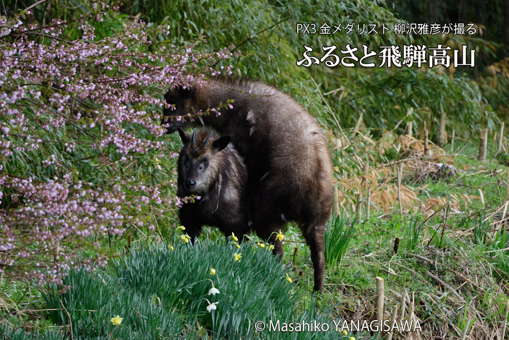 飛騨高山に棲むニホンカモシカの写真です。