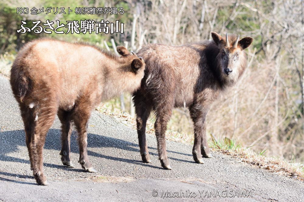 飛騨高山に棲むニホンカモシカの写真です。