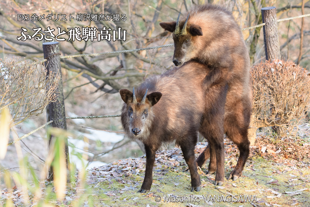 飛騨高山に棲むニホンカモシカの写真です。