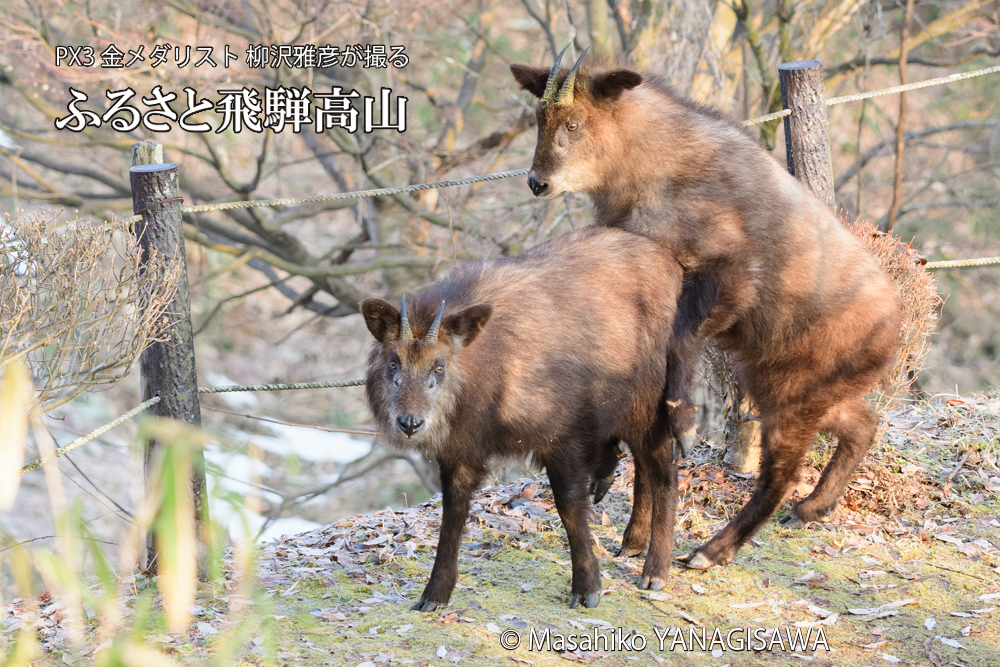 飛騨高山に棲むニホンカモシカの写真です。