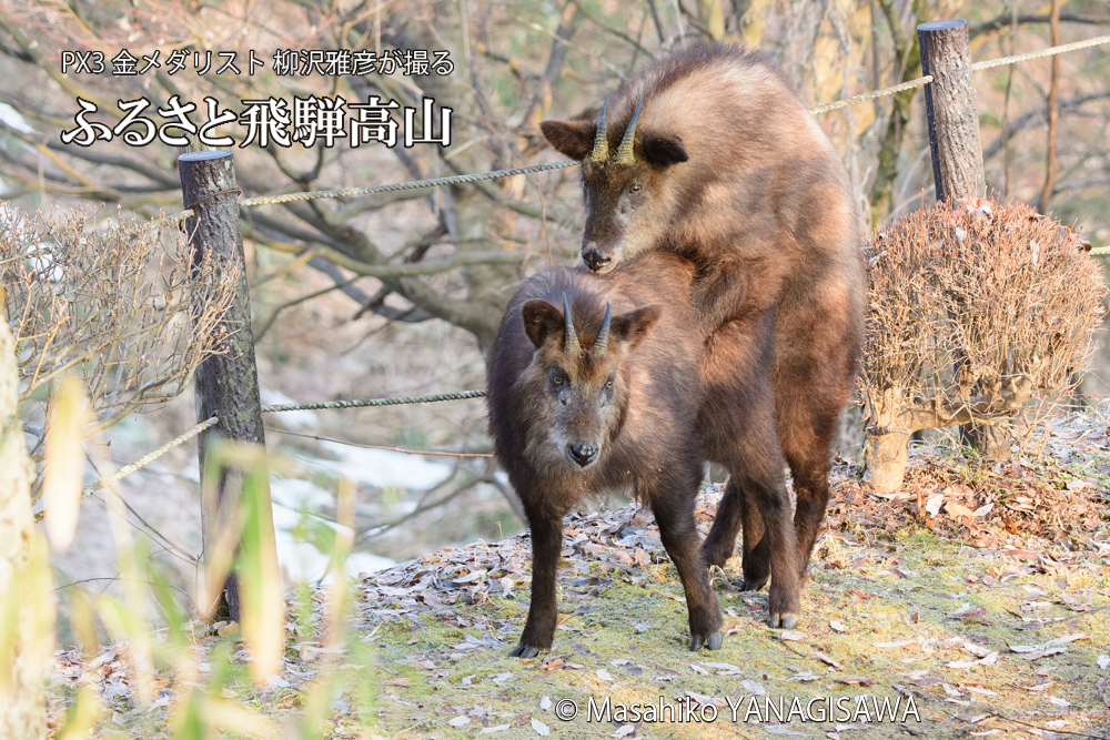 飛騨高山に棲むニホンカモシカの写真です。