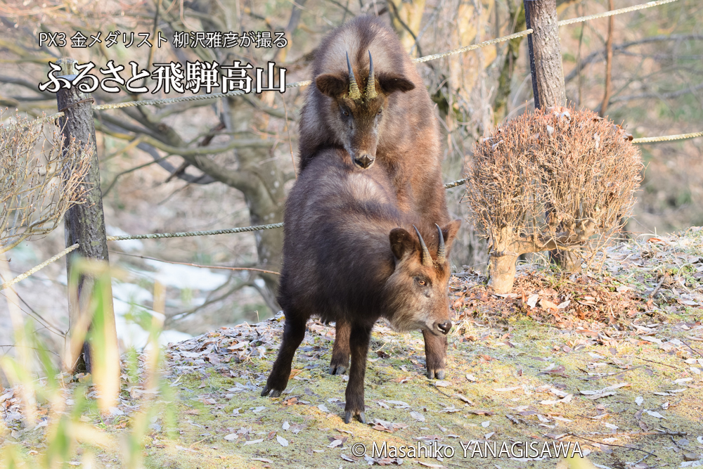 飛騨高山に棲むニホンカモシカの写真です。