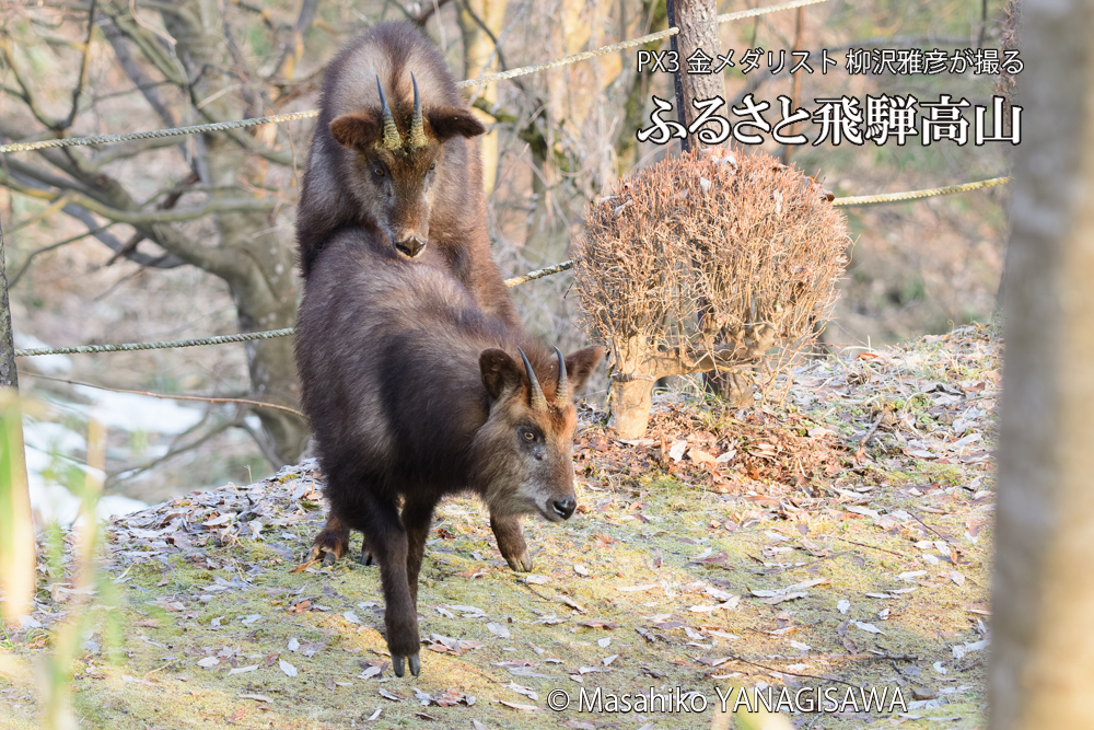 飛騨高山に棲むニホンカモシカの写真です。