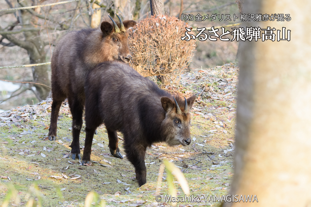 飛騨高山に棲むニホンカモシカの写真です。