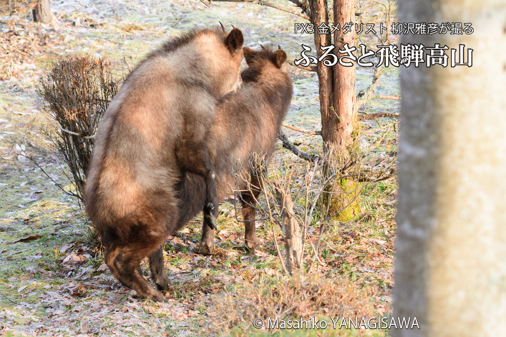 飛騨高山に棲むニホンカモシカの写真です。