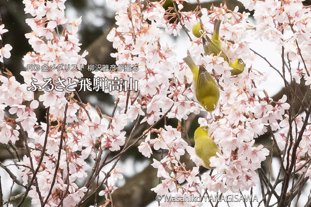 飛騨高山に棲むメジロの写真です。