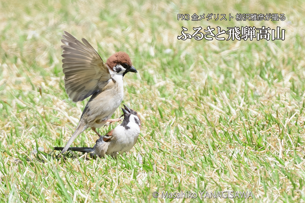 飛騨高山に棲むスズメの写真です。