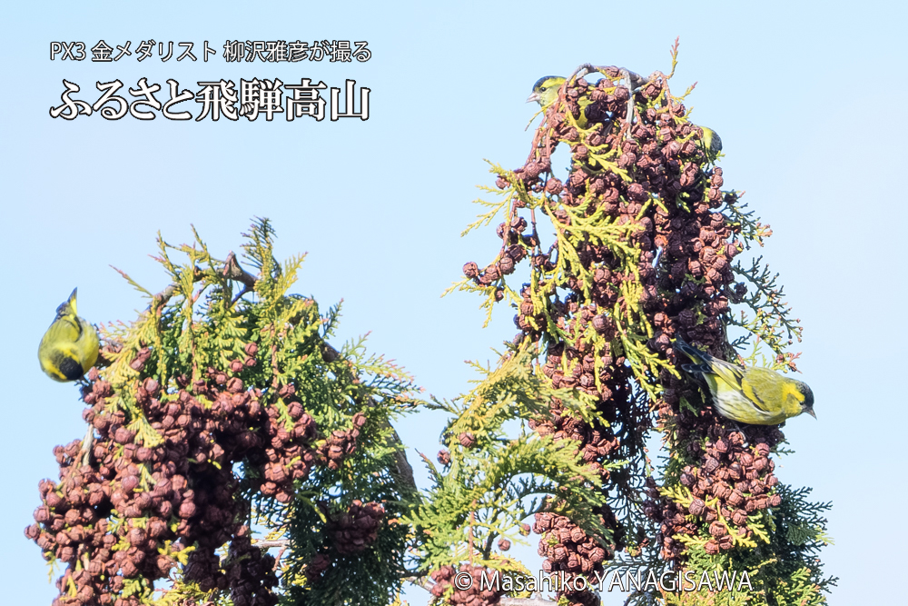 飛騨高山に棲むマヒワの写真です。