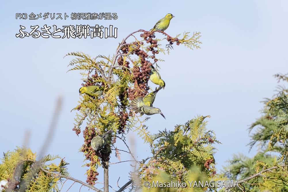 飛騨高山に棲むマヒワの写真です。