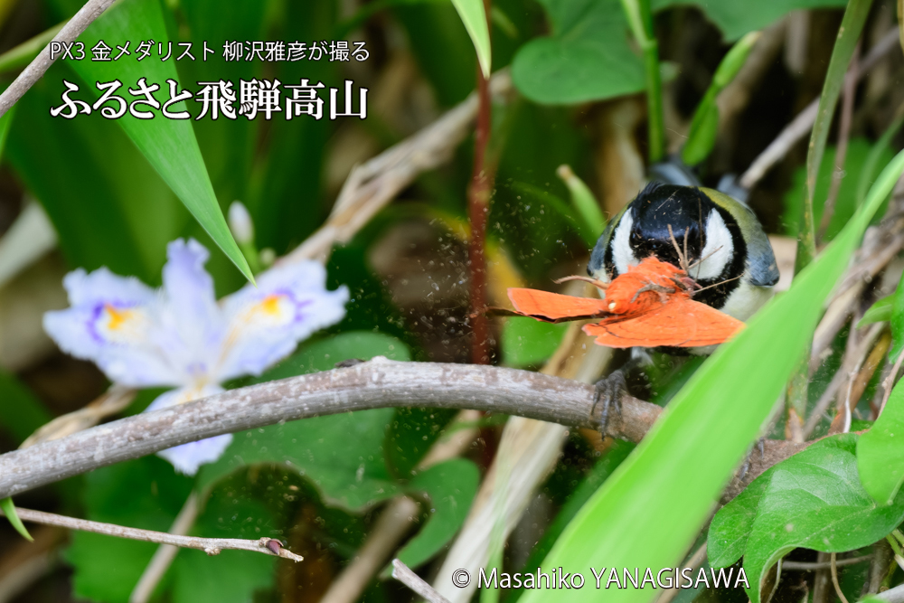 飛騨高山に棲むシジュウカラの写真です。