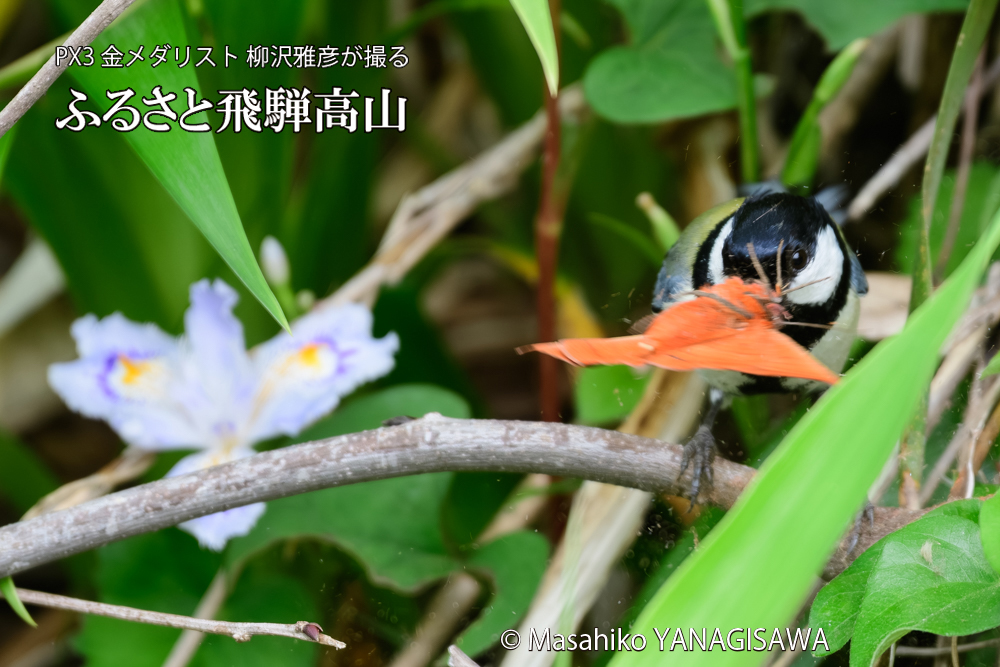 飛騨高山に棲むシジュウカラの写真です。
