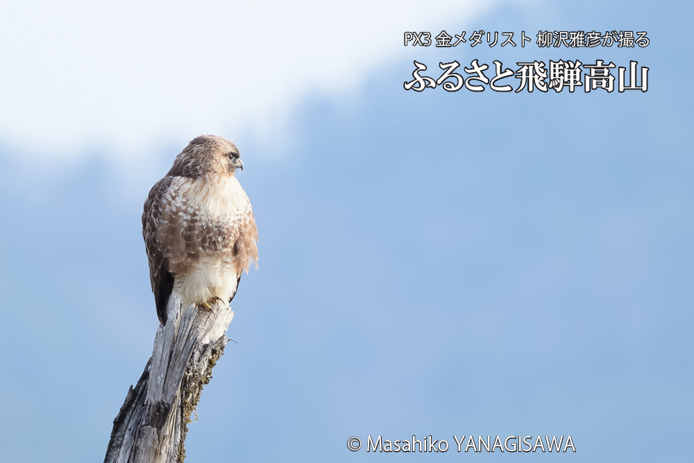 飛騨高山に棲むノスリの写真です。