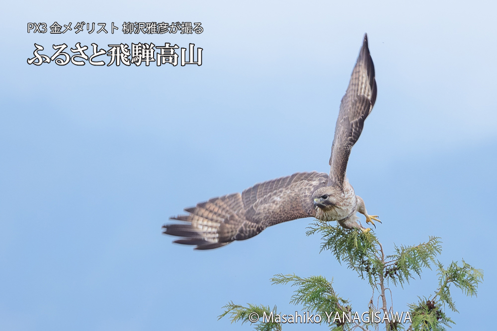飛騨高山に棲むノスリの写真です。