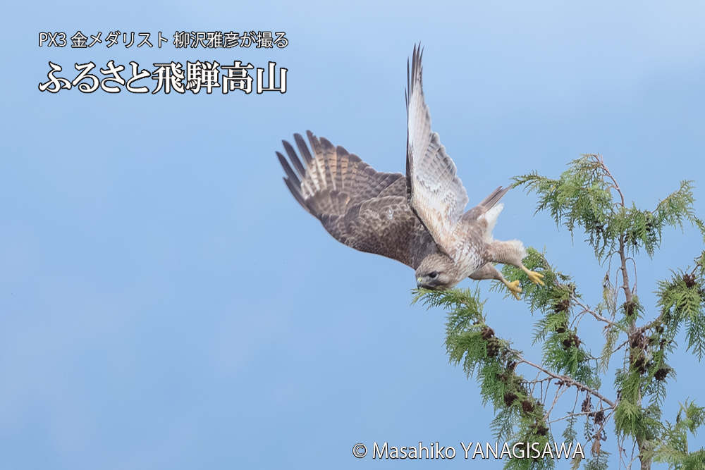 飛騨高山に棲むノスリの写真です。
