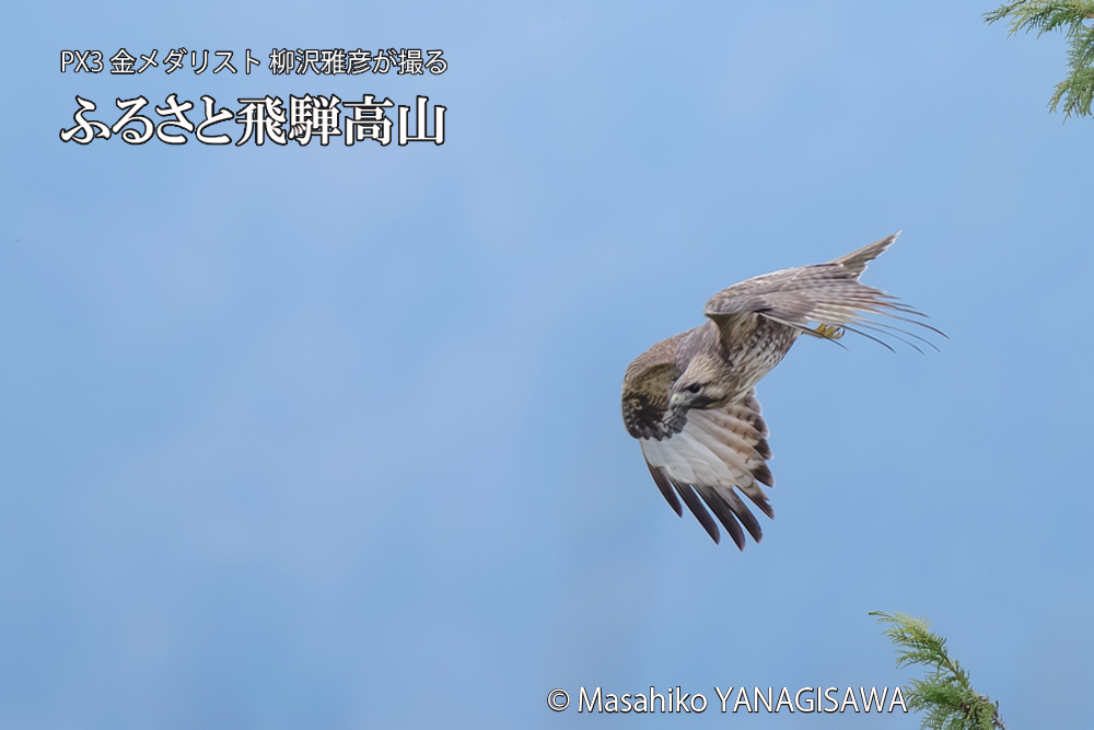 飛騨高山に棲むノスリの写真です。