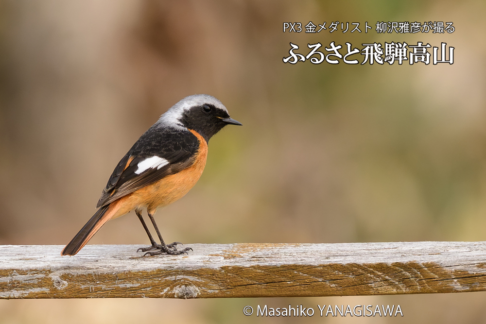 飛騨高山に棲むジョウビタキの写真です。