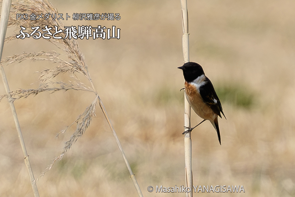 飛騨高山に棲むノビタキの写真です。
