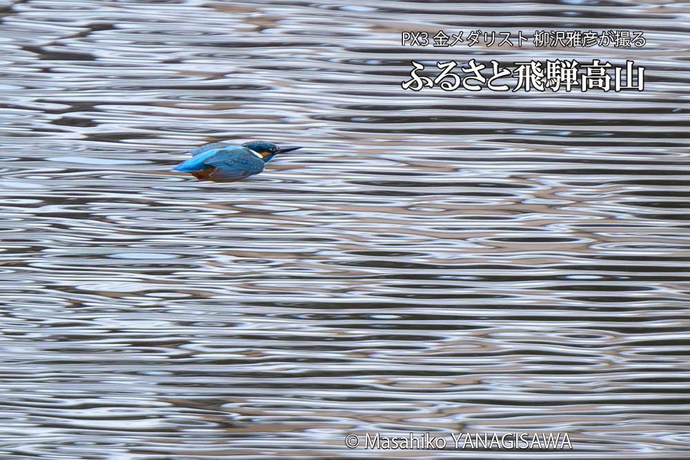 飛騨高山に棲むカワセミの写真です。