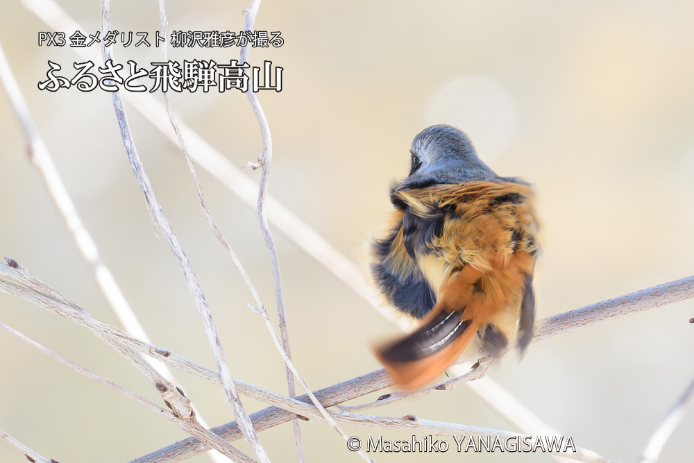 飛騨高山に棲むジョウビタキ雄の写真です。
