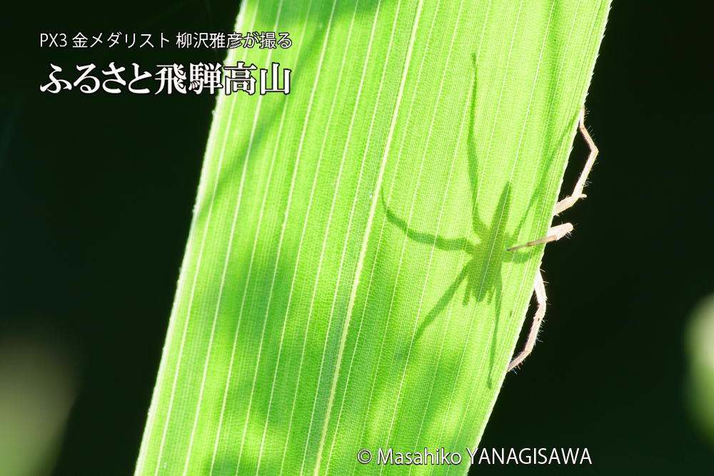 飛騨高山に棲むクモの写真です。