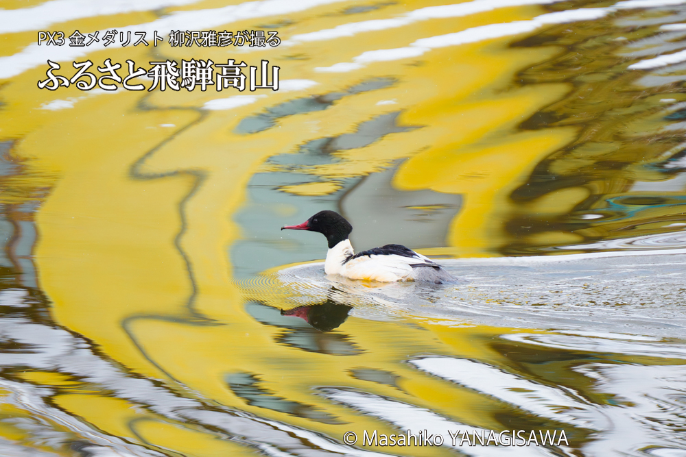 飛騨高山に棲むカワアイサ雌の写真です。