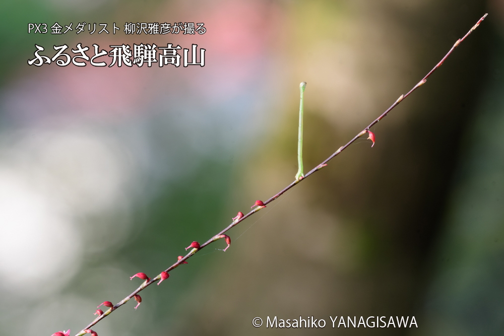 飛騨高山に棲むシャクトリムシの写真です。