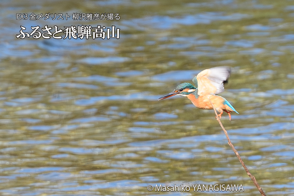 飛騨高山に棲むカワセミの写真です。