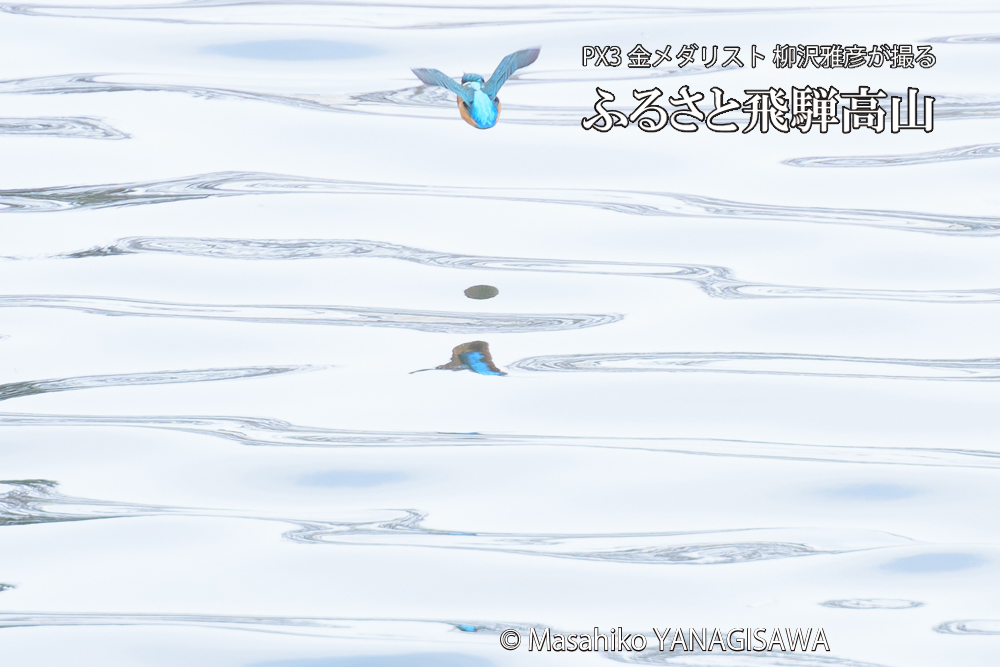 飛騨高山に棲むカワセミの写真です。