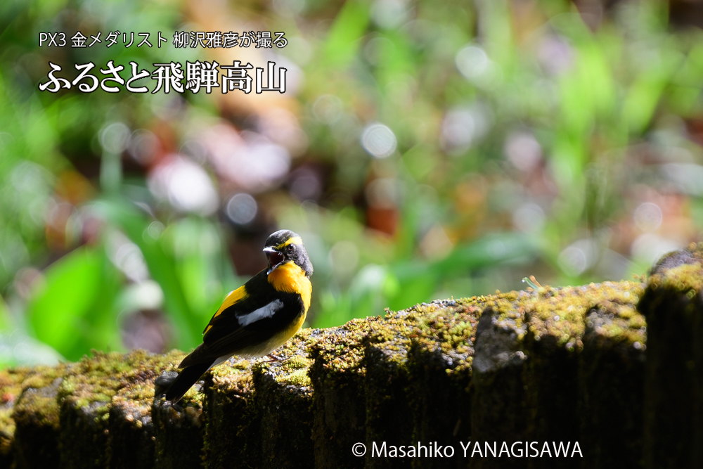 飛騨高山に棲むキビタキの写真です。