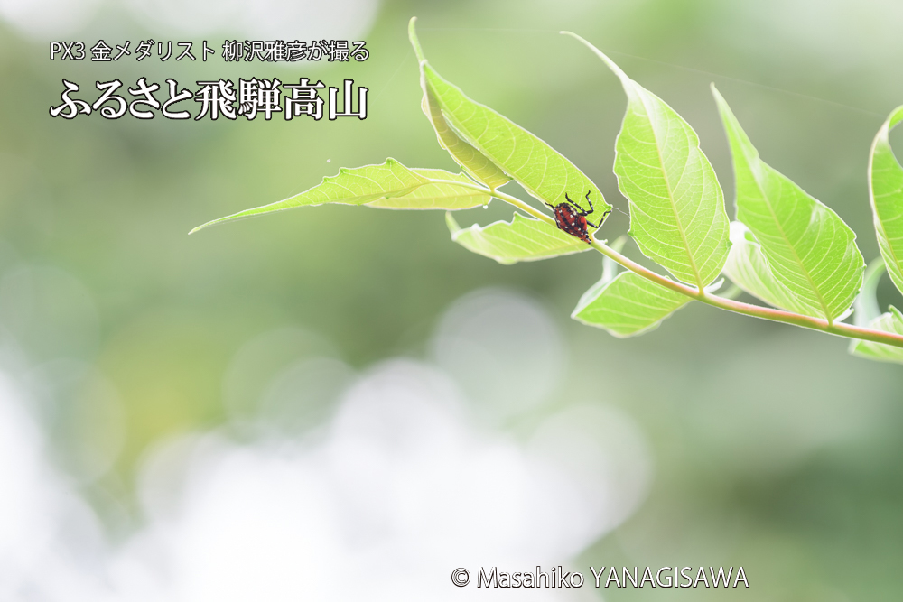 飛騨高山に棲むシタベニハゴロモの写真です。