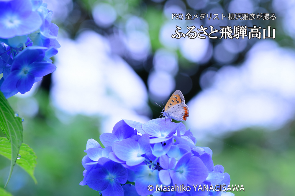 飛騨高山に棲むベニシジミの写真です。