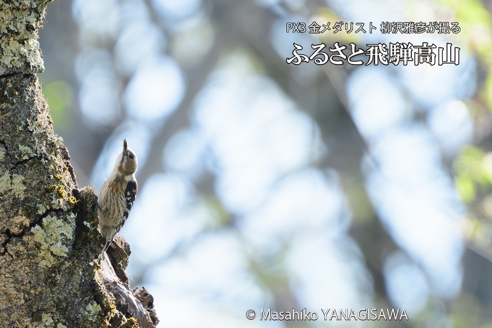 飛騨高山に棲むコゲラの写真です。