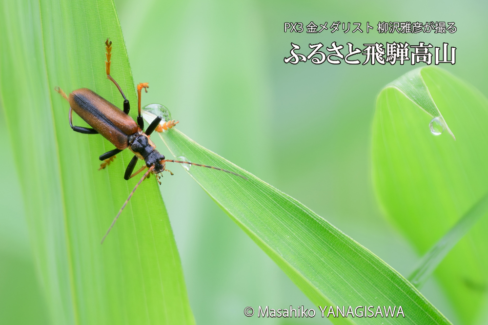 飛騨高山に棲むジョウカイボンの写真です。