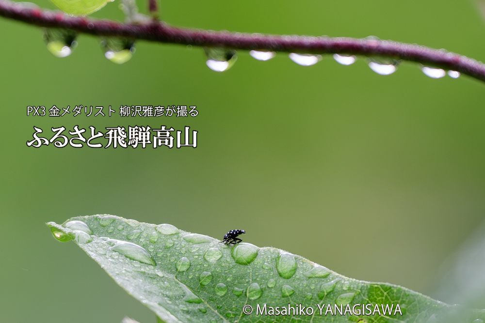 飛騨高山に棲むシタベニハゴロモの赤ちゃんの写真です。