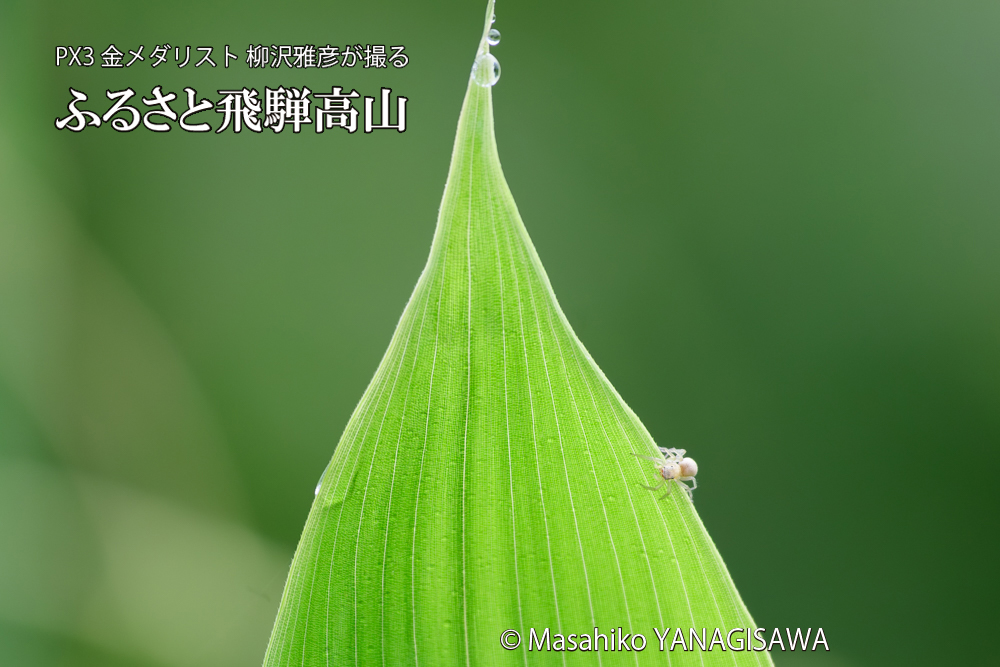 飛騨高山に棲むハエトリグモの写真です。