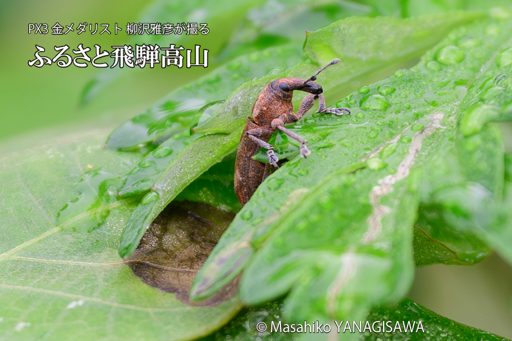 飛騨高山に棲むカツオゾウムシの写真です。