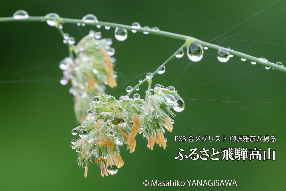 飛騨高山に棲むツユグモの写真です。