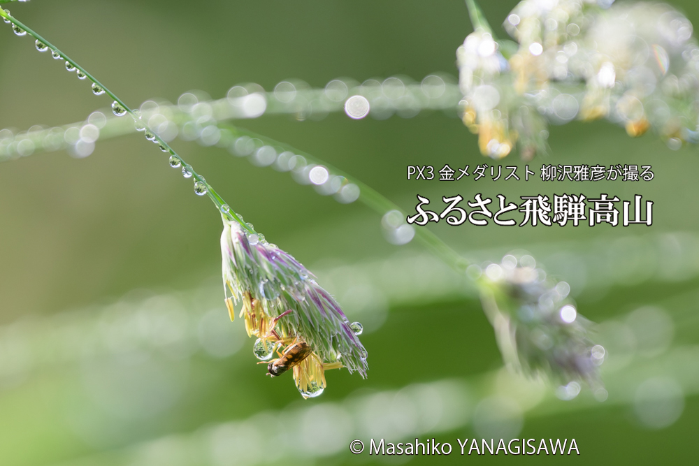 飛騨高山に棲むハナアブの写真です。