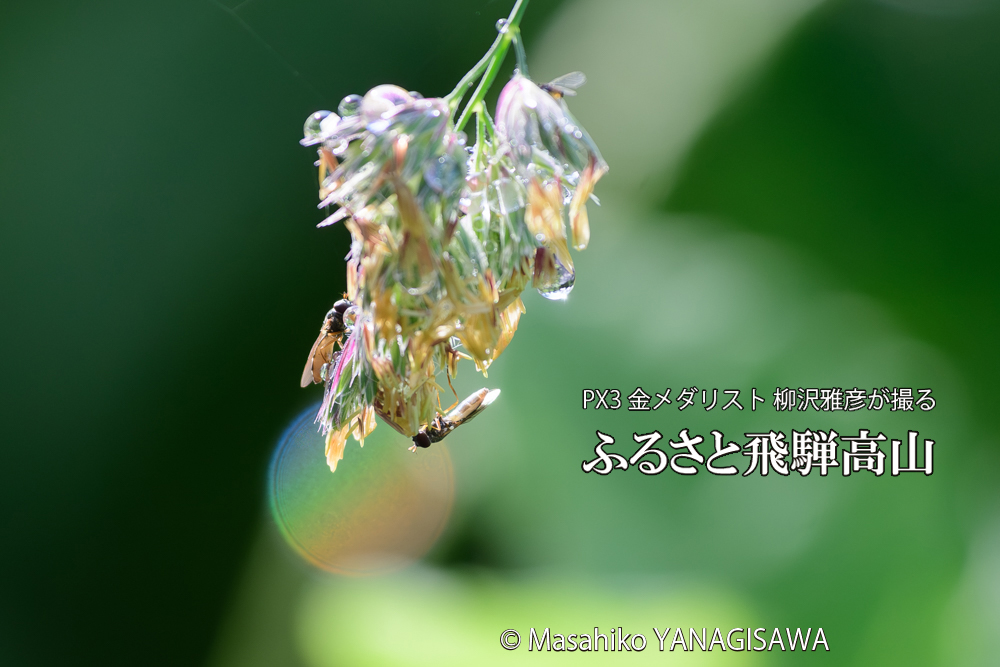 飛騨高山に棲むハナアブの写真です。