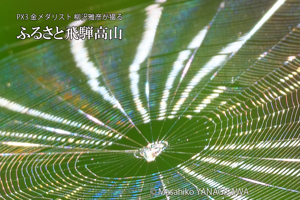 飛騨高山に棲むクモの巣の写真です。