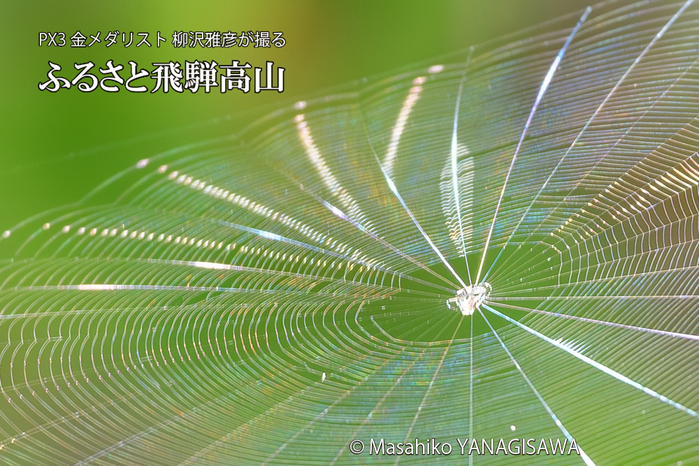 飛騨高山に棲むクモの巣の写真です。