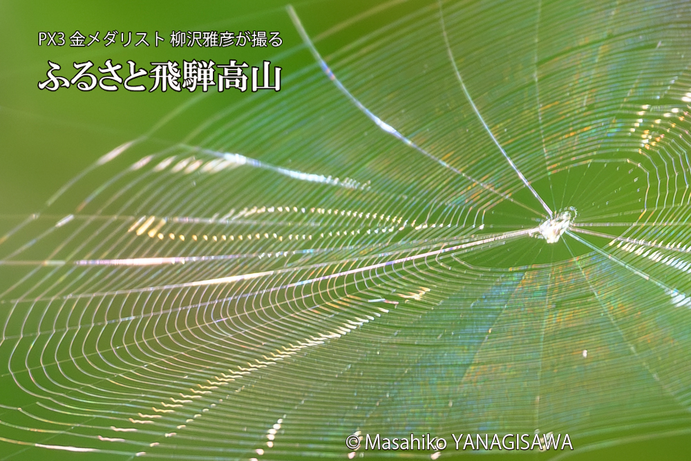 飛騨高山に棲むクモの巣の写真です。
