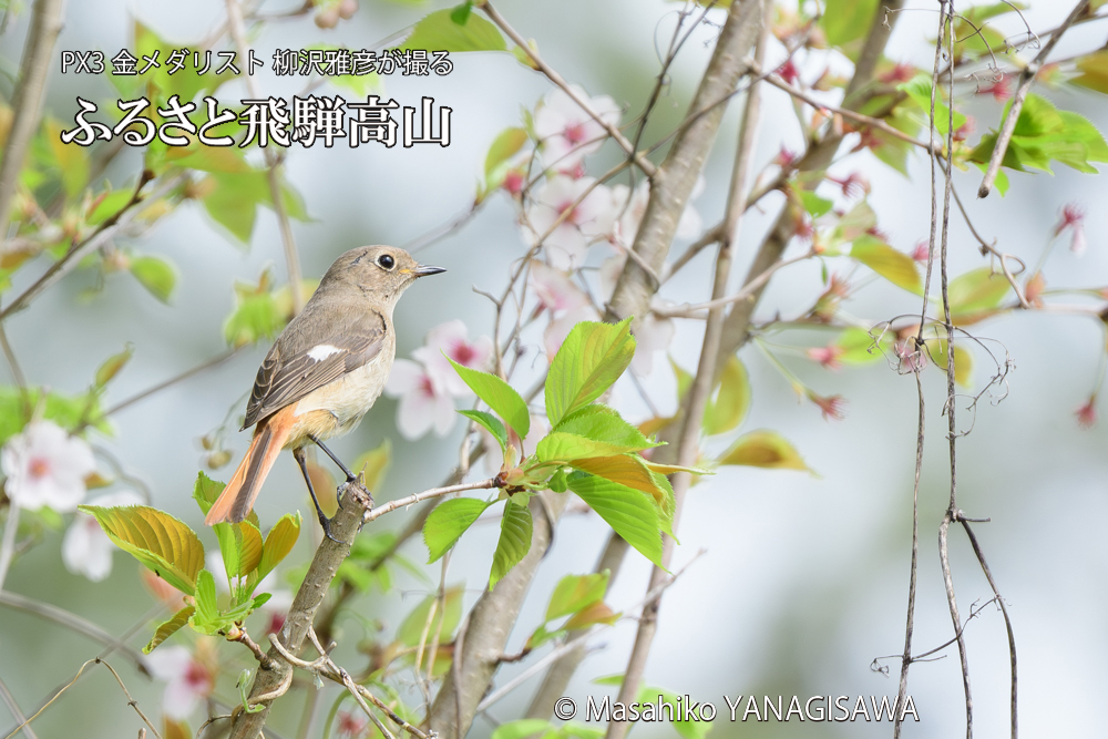 飛騨高山に棲むジョウビタキ雌の写真です。