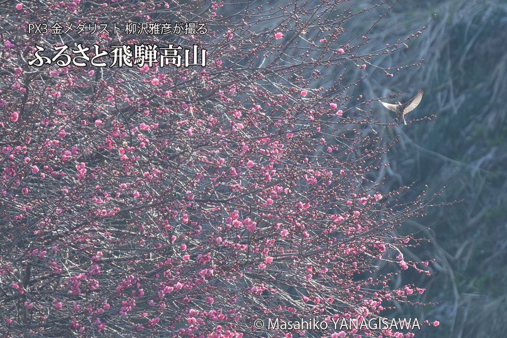 飛騨高山に棲むの写真です。