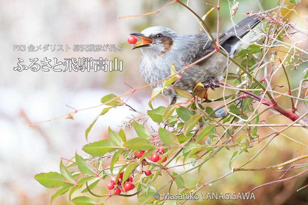飛騨高山に棲むヒヨドリの写真です。
