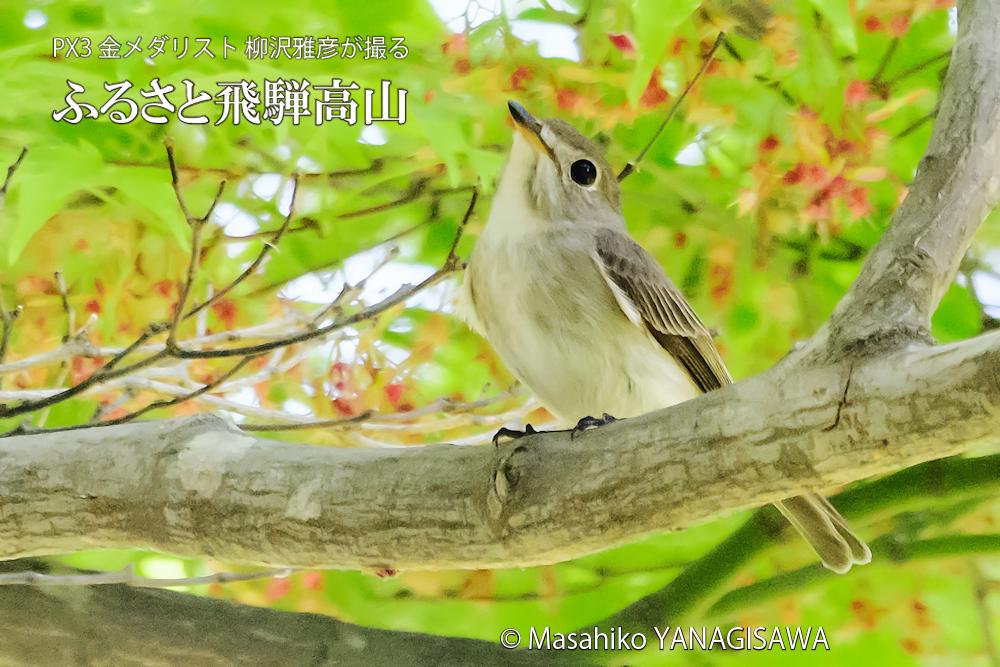 飛騨高山に棲むコサメビタキの写真です。